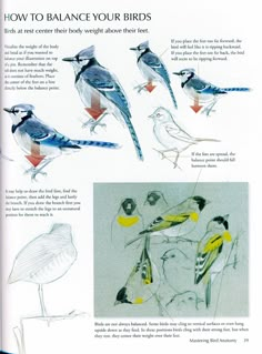 an image of birds that are in the book how to balance your bird's body