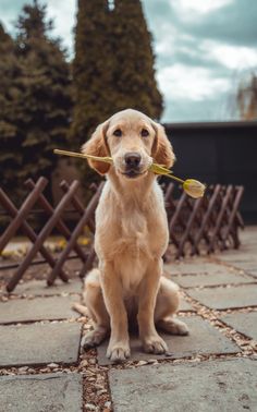 a dog sitting on the ground with a stick in its mouth and looking at the camera