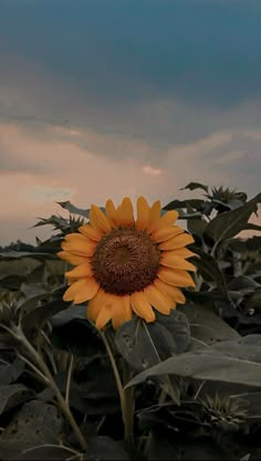 a large sunflower in the middle of a field with dark leaves and sky behind it