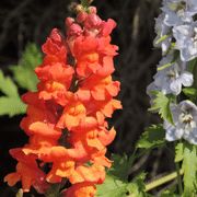 an orange and blue flower is in the foreground, with other flowers behind it