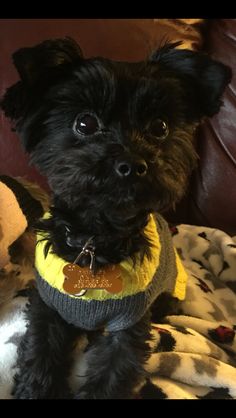 a small black dog wearing a yellow sweater