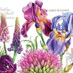 an image of flowers in watercolor and ink on paper with the words irises de europe