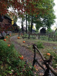 pumpkins are growing on the ground in front of a wooden fence and some trees