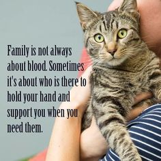 Cat Quotes, Cute Cats And Kittens, Cat Care, Animal Quotes, Cats Meow, Crazy Cat Lady, Beautiful Cats, Cute Funny Animals, Cat Life