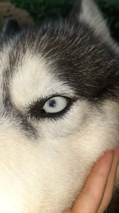 a husky dog with blue eyes being petted by someone's hand in front of him