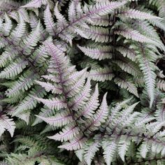 gorgeous foliage of the Japanese Painted Fern are a blue-green with silvery ends Japanese Fern, Painted Fern, Japanese Inspired Garden, Lady Fern, Japanese Painted Fern, White Flower Farm, Shade Gardening, Hosta Plants, Yard Plants