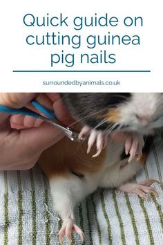 a hamster being examined by a veterinator with text overlay reading quick guide on cutting guinea pig nails