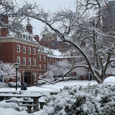 snow covered trees and benches in front of buildings