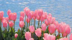 many pink tulips are growing by the water