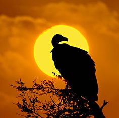 a large bird sitting on top of a tree branch in front of a sun with clouds