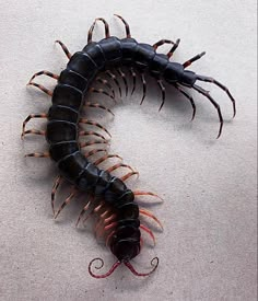 a black and brown centipeus crawling on top of a white floor next to a pair of scissors