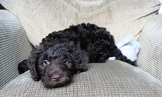 a small black dog laying on top of a couch