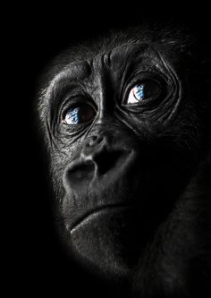 a black monkey with blue eyes looking up at the camera, in front of a dark background