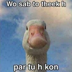 an image of a bird with the caption that reads, wo sab to theek in par tuh kon