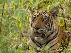 a tiger laying in the grass with its mouth open