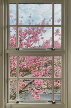 pink flowers are seen through the window panes