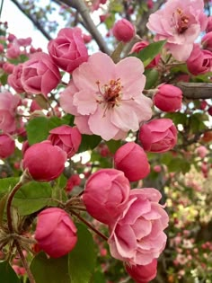 pink flowers blooming on the branches of trees