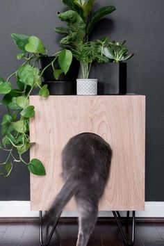 a grey cat walking across a wooden cabinet