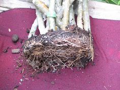 asparagus with roots on purple mat next to potted plant in outdoor setting