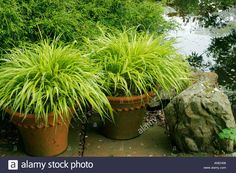 two large potted plants next to each other in front of a pond and rocks