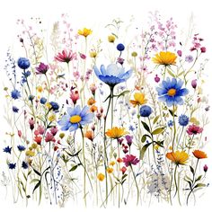 watercolor painting of wildflowers and daisies