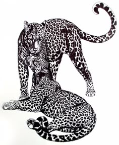 a black and white drawing of two leopards laying on the ground next to each other