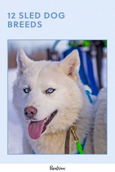 a white dog with blue eyes and a leash on it's neck is standing in the snow