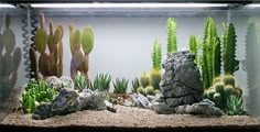 an aquarium filled with plants and rocks