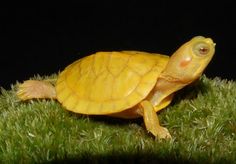 a small yellow turtle sitting on top of green grass