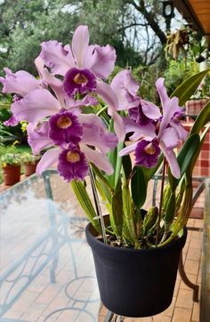 purple flowers in a black pot on a table