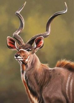 an antelope with long horns standing in the grass