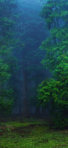 a forest filled with lots of green trees and tall pine trees in the foggy sky