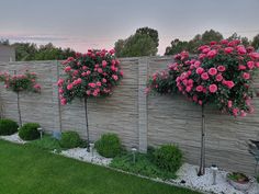 some pink flowers are growing on the side of a fence