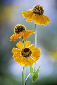 three yellow flowers with the words feliz tarde