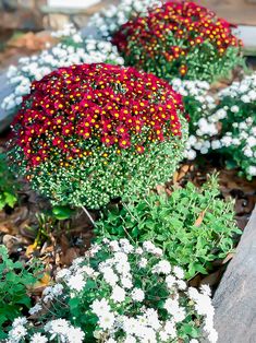 some red and white flowers are growing in the ground next to each other on rocks