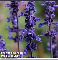 purple flowers are blooming in the garden with green grass behind them and text that reads, branded garden products ltd