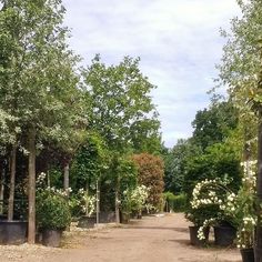 a dirt road surrounded by lots of trees and bushes with white flowers growing on them