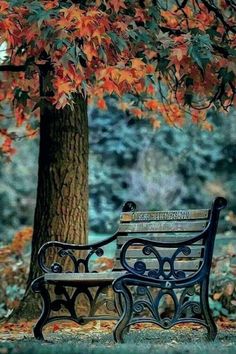 a park bench sitting under a tree in the fall