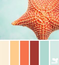 an orange starfish is featured in the color palettes for this summertime photo