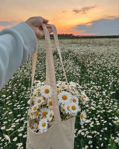 a person holding a bag full of daisies in a field with the sun setting behind them