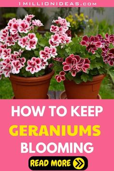 two potted flowers with text overlay how to keep geraniums blooming read more