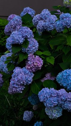 purple and blue hydrangeas in front of a black building with green leaves on it