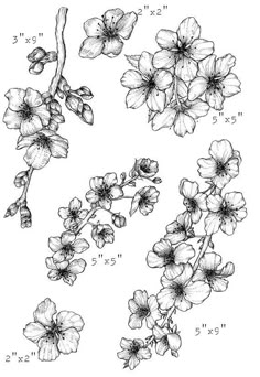 an ink drawing of flowers with numbers on the side and one flower in the middle