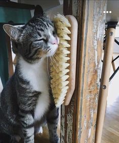 a gray and white cat sitting on top of a wooden floor next to a brush