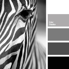 a zebra's face is shown in black and white, while the color scheme is gray