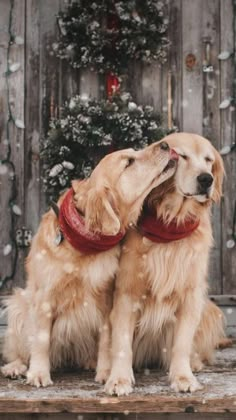 two golden retriever dogs sitting in front of a christmas tree with their noses to each other