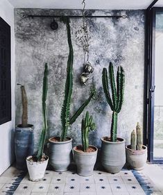 a bunch of cactuses are in pots on the shelf next to a window and door