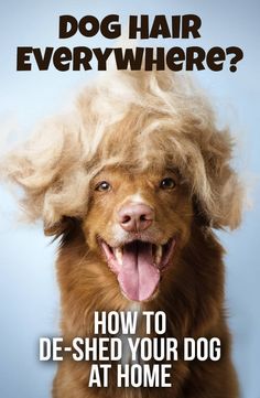 a dog with blonde hair on it's head and the words how to de - shed your dog at home