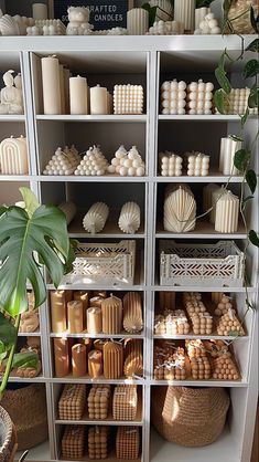 a shelf filled with lots of different types of items next to a potted plant