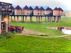 a herd of elephants standing on top of a lush green field next to a building